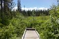 Trillium Lake Trail Viewpoint