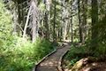 Trillium Lake Boardwalk