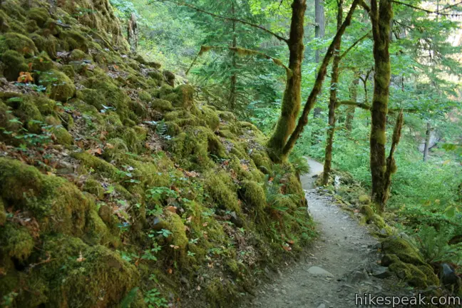 Wahclella Falls Trail Oregon