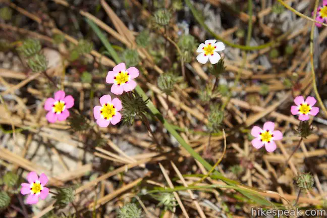 Mustang Clover Wildflower