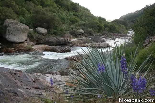 Kaweah River Sequoia