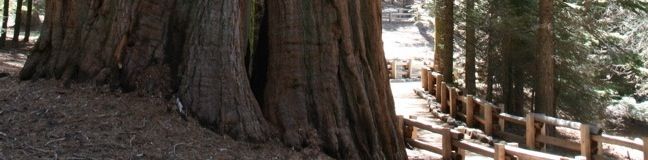 Congress Sequoia Trees Trail Sequoia National Park California General Sherman Tree Hike