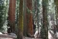 Giant Sequoia Congress Trees