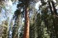Giant Sequoia Congress Trees