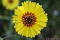 Madia Flower Sequoia