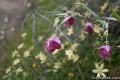 Pink globe lillies