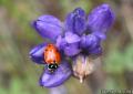 Ladybug Sequoia