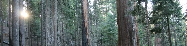 Hockett Trail Sequoia National Park Hike Mineral King