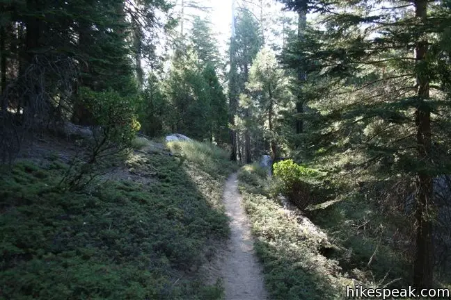 Hockett Trail Sequoia