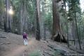 hiking trails sequoia