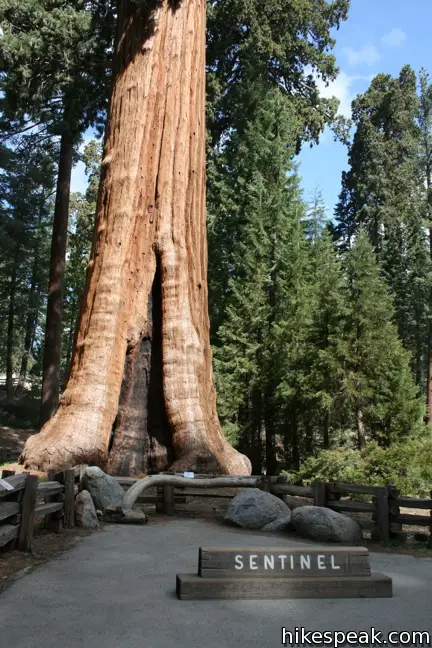 Giant Forest Museum Sentinel Tree