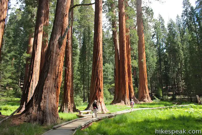 This easy, educational, and beautiful 1.4-mile loop explores the giant sequoias around Round Meadow in the Giant Forest of Sequoia National Park.