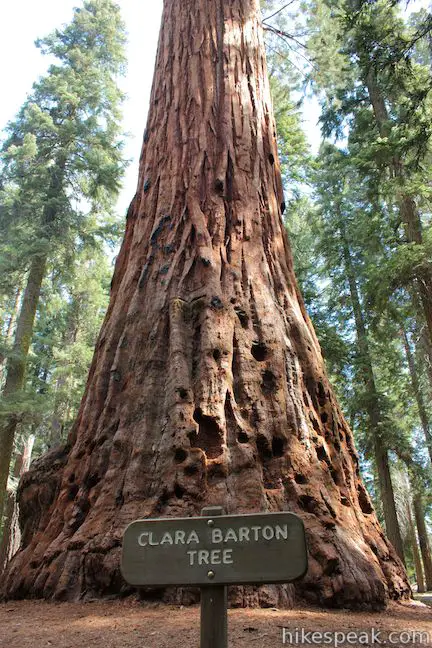 Clara Barton Tree Sequoia National Park