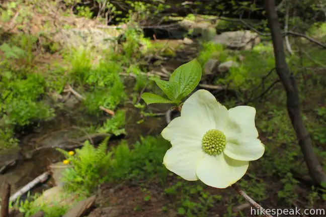 Dogwood Flower Sequoia National Park