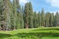 Big Trees Trail Sequoia National Park hike