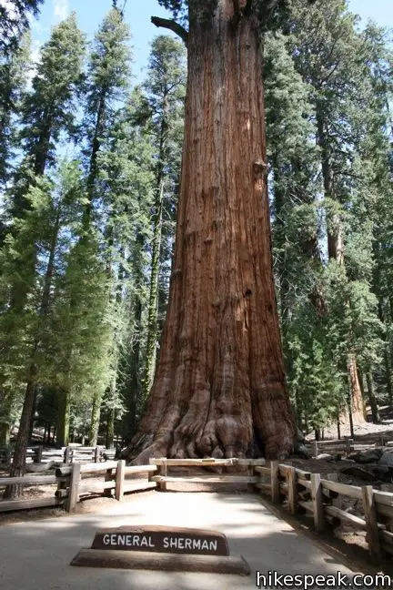 General Sherman Tree