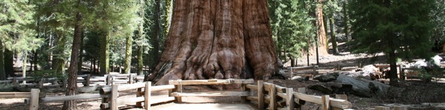 General Sherman Tree Sequoia National Park hiking trail