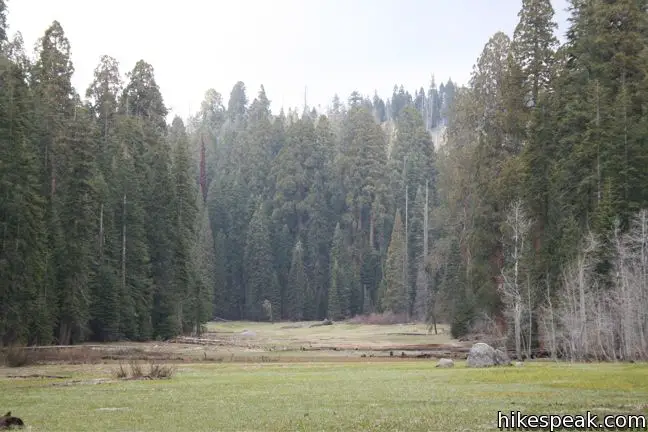 Crescent Meadow Sequoia