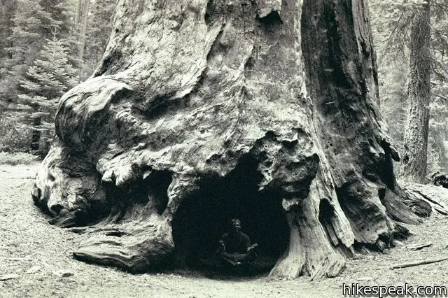 Crescent Meadow Sequoia