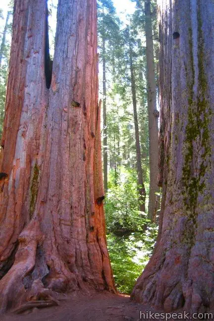 Giant Sequoias North Grove Calaveras Big Trees State Park