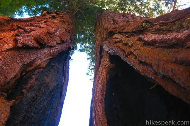 North Grove Calaveras Big Trees State Park Giant Sequoias