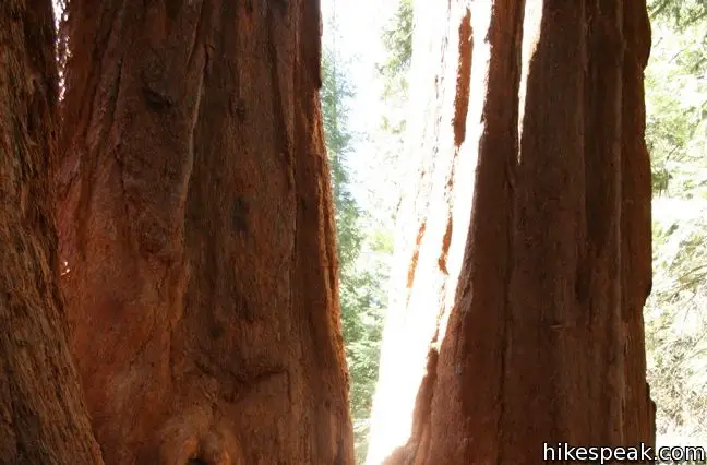 This 0.5 to 1.3-mile loop visits a grove of Giant Sequoias alongside Western Divide Highway in Giant Sequoia National Monument.
