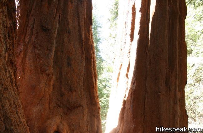 Giant Sequoia