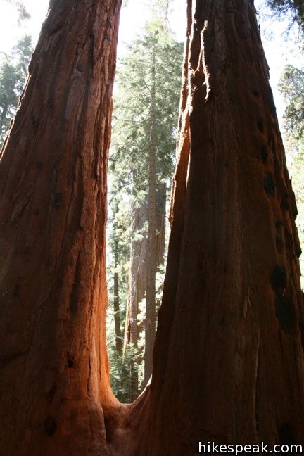 Giant Sequoia Grove