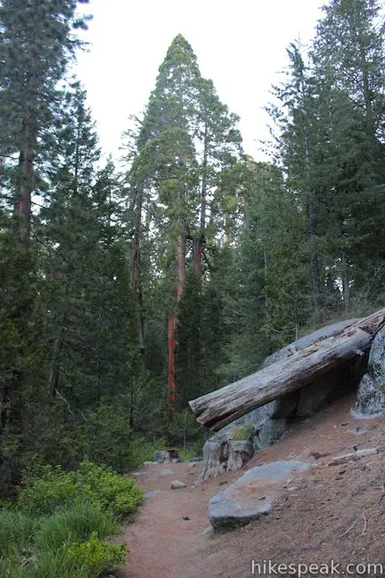 Grant Grove hike Kings Canyon