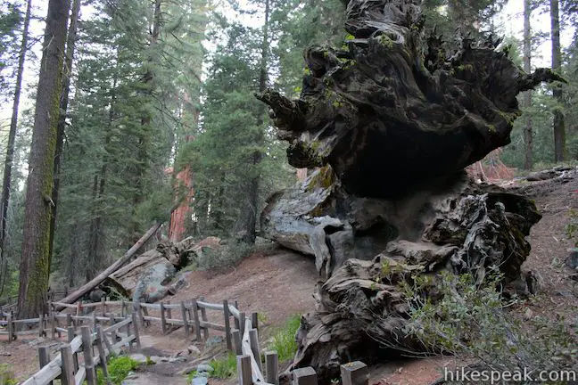 Grant Grove Michigan Tree Kings Canyon