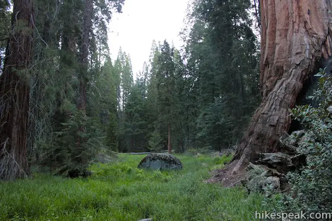 Grant Grove Meadow Kings Canyon