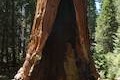 General Grant Tree Giant Sequoia