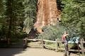 General Grant Tree Giant Sequoia