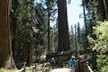 Fallen Monarch giant sequoia Grant Grove