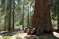 Lincoln Tree giant sequoia Grant Grove