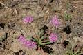 Pussypaws Wildflower Kings Canyon