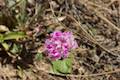 Pussypaws wildflower Kings Canyon