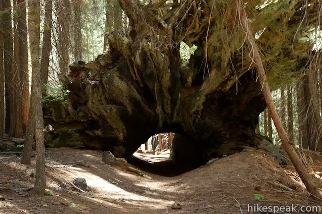 Hart Tree Trail Fallen Tunnel Tree