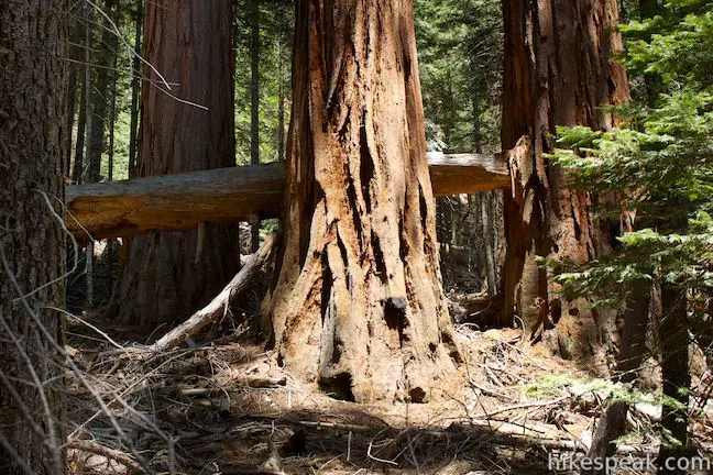Hart Tree Trail Redwood Mountain Sequoia Grove