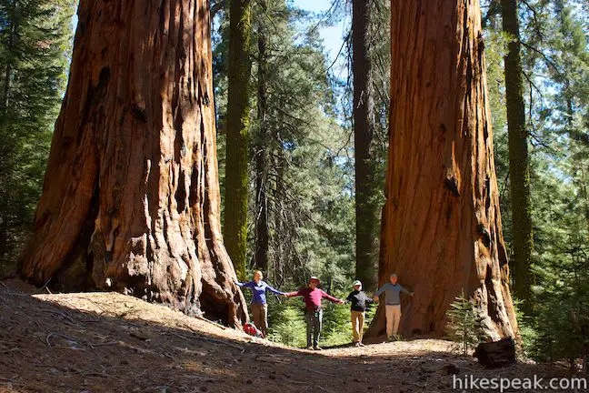 Giant sequoias Hart Tree Trail