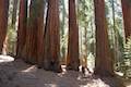 Hart Tree Trail Redwood Mountain Grove Kings Canyon National Park