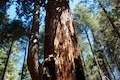 Hart Tree Trail Redwood Mountain Grove Kings Canyon National Park