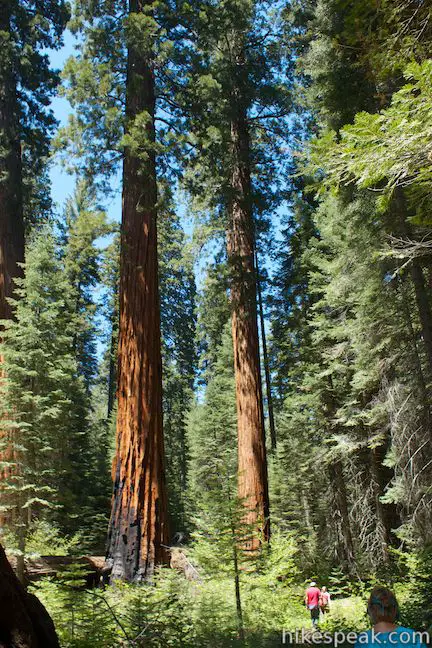 Giant sequoias along Redwood Creek Trail