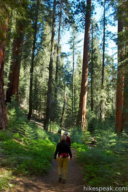 Redwood Mountain Grove of Giant Sequoias