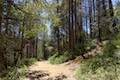 Lewis Creek Trail Sierra National Forest