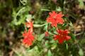 Indian Pink Wildflower