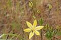 Yellowstar wildflowers