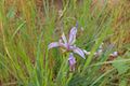 Wild iris wildflowers