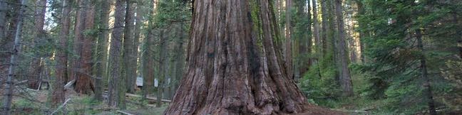 Big Ed Tree Trail Nelder Grove Giant Sequoia Hike Sierra National Forest Oakhurst California