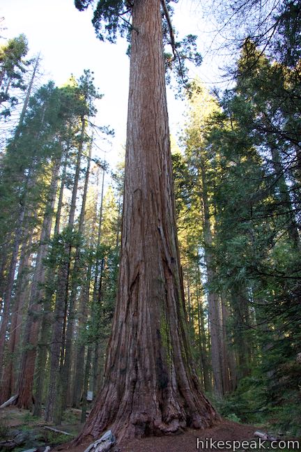 Big Ed Tree Giant Sequoia